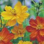 COSMOS BRIGHT LIGHTS 100+ SEEDS ORGANIC NEWLY HARVESTED