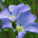 BLUE FLAX 100+ SEEDS ORGANIC NEWLY HARVESTED
