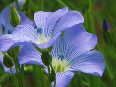 BLUE FLAX 100+ SEEDS ORGANIC NEWLY HARVESTED