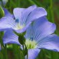 BLUE FLAX 100+ SEEDS ORGANIC NEWLY HARVESTED