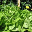 LETTUCE, BIBB LEAF,  HEIRLOOM, ORGANIC 25+ SEEDS, DELICIOUS HEALTHY SALAD GREENS