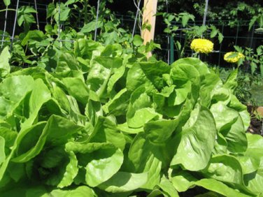 LETTUCE, BIBB LEAF,  HEIRLOOM, ORGANIC 25+ SEEDS, DELICIOUS HEALTHY SALAD GREENS