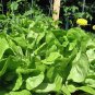 LETTUCE, BIBB LEAF,  HEIRLOOM, ORGANIC 25+ SEEDS, DELICIOUS HEALTHY SALAD GREENS