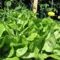 LETTUCE, BIBB LEAF,  HEIRLOOM, ORGANIC 25+ SEEDS, DELICIOUS HEALTHY SALAD GREENS