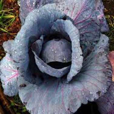 CABBAGE, RED ACRE,  HEIRLOOM, ORGANIC 25+ SEEDS, COLORFUL TASTY HEALTHY VEGGIE