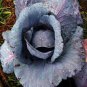 CABBAGE, RED ACRE,  HEIRLOOM, ORGANIC 25+ SEEDS, COLORFUL TASTY HEALTHY VEGGIE