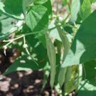 BEAN, BLACK TURTLE POLE BEAN, HEIRLOOM, ORGANIC 20+ SEEDS, A TERRIFIC BLACK BEAN