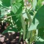 BEAN, BLACK TURTLE POLE BEAN, HEIRLOOM, ORGANIC 20+ SEEDS, A TERRIFIC BLACK BEAN