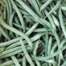 BEAN, PROVIDER BUSH, HEIRLOOM, ORGANIC 25+ SEEDS, GREAT TASTING FRESH OR COOKED