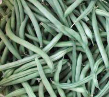 BEAN, PROVIDER BUSH, HEIRLOOM, ORGANIC 25+ SEEDS, GREAT TASTING FRESH OR COOKED