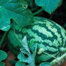 WATERMELLON, FLORIDA GIANT,  HEIRLOOM, ORGANIC 25+ SEEDS, LARGE & SWEET TASTING