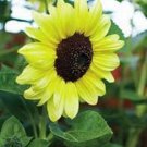 SUNFLOWER, LEMON QUEEN, 20+ SEEDS ORGANIC LARGE BEAUTIFUL VIVID COLORFUL BLOOMS