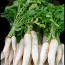 RADISH, JAPANESE MINOWASE (DIAKON) , HEIRLOOM, ORGANIC 50+ SEEDS, WHITE RADISH