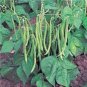 BEAN, TENDERGREEN BUSH, HEIRLOOM, ORGANIC 20+ SEEDS, GREAT TASTING AND HEALTHY