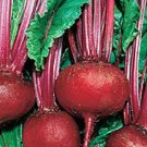 BEETS,DETROIT DARK RED, HEIRLOOM, ORGANIC  25+ SEEDS, TENDER AND SWEET, DEEP RED