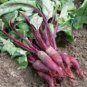 BEETS, CYLINDRA, HEIRLOOM, ORGANIC, 25+ SEEDS, TENDER N SWEET, CYLINDRICAL SHAPE