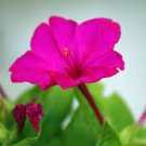 FOUR O'CLOCK BRIGHT RED 25+ SEEDS ORGANIC NEWLY HARVESTED