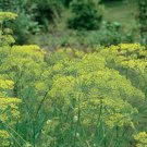 DILL, MAMMOTH LONG ISLAND, HEIRLOOM, ORGANICLY GROWN 25+ SEEDS