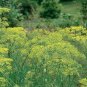 DILL, MAMMOTH LONG ISLAND, HEIRLOOM, ORGANICLY GROWN 25+ SEEDS