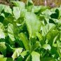 MUSTARD GREENS, OLD FASHIONED, HEIRLOOM, ORGANIC 25+ SEEDS, GREAT FOR SALADS