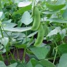 BEAN, HENDERSON LIMA BUSH, HEIRLOOM, ORGANIC 25+ SEEDS, TASTY, BUTTERY N HEALTY