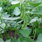 BEAN, HENDERSON LIMA BUSH, HEIRLOOM, ORGANIC 25+ SEEDS, TASTY, BUTTERY N HEALTY