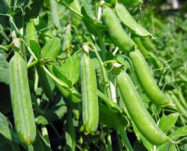 PEAS, THOMAS LAXTON, HEIRLOOM, ORGANIC 20+ SEEDS, GREAT FOR SALADS AND COOKING
