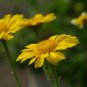 GARLAND CHRYSANTHEMUM, 50+ SEEDS, ORGANIC, NEWLY HARVESTED, GOLDEN YELLOW BLOOMS