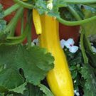 SQUASH, EARLY PROLIFIC STRAIGHT NECK, HEIRLOOM, ORGANIC, 25+ SEEDS, FAST GROWER