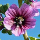 ROSE MALLOW, 25+ SEEDS, ORGANIC, BEAUTIFUL BRIGHT ROSE FLOWERS, FLOWER, GARDEN