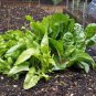SWISS CHARD, PERPETUAL SPINACH, HEIRLOOM, ORGANIC 25+SEEDS, CRISP GREEN LEAVES