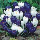 BULB, CROCUS, BLUE MOON MIX, BLUE WHITE PERENNIAL CROCUS BULBS, BLUE WHITE CAPS