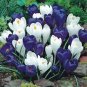 BULB, CROCUS, BLUE MOON MIX, BLUE WHITE PERENNIAL CROCUS BULBS, BLUE WHITE CAPS