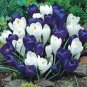 BULB, CROCUS, BLUE MOON MIX, BLUE WHITE PERENNIAL CROCUS BULBS, BLUE WHITE CAPS