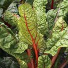 SWISS CHARD,RUBY RED, HEIRLOOM, ORGANIC 25+SEEDS, SWEET CRISP LEAVES & RED STEMS