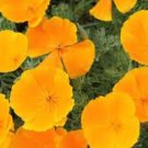 CALIFORNIA POPPY 100+ SEEDS ORGANIC NEWLY HARVESTED
