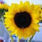 SUNFLOWER, MAMMOTH GREY STRIPE 25+ SEEDS ORGANIC NEWLY HARVESTED, 8-12 Foot Tall