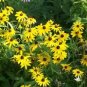 BLACK EYED SUSAN 100+ SEEDS ORGANIC, BEAUTIFUL VIVID BRIGHT COLORFUL FLOWERS