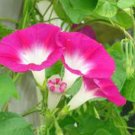 CANDY PINK MORNING GLORY 25+ SEEDS ORGANIC, BEAUTIFUL SEASON LONG BLOOMS