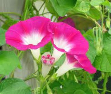 CANDY PINK MORNING GLORY 25+ SEEDS ORGANIC, BEAUTIFUL SEASON LONG BLOOMS