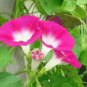 CANDY PINK MORNING GLORY 25+ SEEDS ORGANIC, BEAUTIFUL SEASON LONG BLOOMS