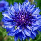 BLUE BACHELOR'S BUTTON 100+ SEEDS ORGANIC, BEAUTIFUL FLOWER, NICE CUT FLOWER