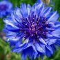 BLUE BACHELOR'S BUTTON 100+ SEEDS ORGANIC, BEAUTIFUL FLOWER, NICE CUT FLOWER
