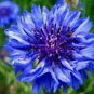 BLUE BACHELOR'S BUTTON 100+ SEEDS ORGANIC, BEAUTIFUL FLOWER, NICE CUT FLOWER