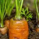 CARROTS, DANVERS 126,  HEIRLOOM, ORGANICLY GROWN 25+ SEEDS