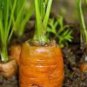 CARROTS, DANVERS 126, HEIRLOOM, ORGANICLY GROWN 25+ SEEDS