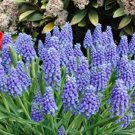 BULB, HYACINTH, GRAPE, BEAUTIFUL PURPLE PERENNIAL HYACINTH BULBS, PURPLE FLOWERS
