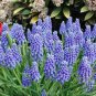 BULB, HYACINTH, GRAPE, BEAUTIFUL PURPLE PERENNIAL HYACINTH BULBS, PURPLE FLOWERS