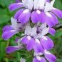 CHINESE HOUSES, UNIQUE DELICATE FLOWERS, 25+ SEEDS ORGANIC, BEAUTIFUL BLOOMS