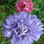 ASTER, GIANTS OF CALIFORNIA 25+ SEEDS ORGANIC, BEAUTIFUL VIVID BRIGHT BLOOMS